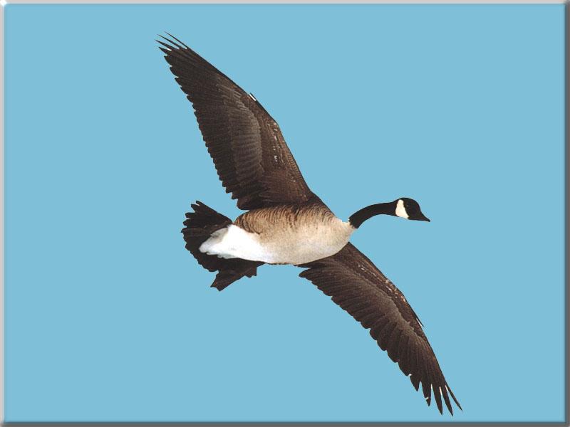 Canada Goose in flight (Branta canadensis) {!--캐나다기러기-->; DISPLAY FULL IMAGE.