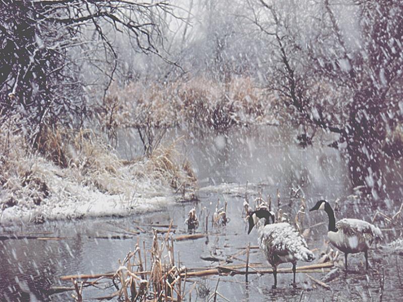 [Animal Art - Jamie Ruggles] Canada Goose pair (Branta canadensis) {!--캐나다기러기-->; DISPLAY FULL IMAGE.