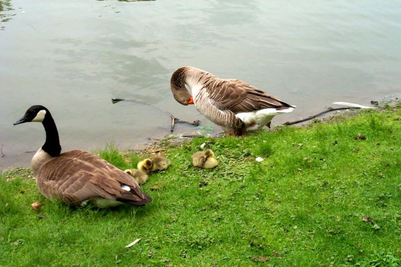 Canada Goose and goslings (Branta canadensis) {!--캐나다기러기-->; DISPLAY FULL IMAGE.