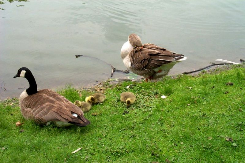 Canada Goose and goslings (Branta canadensis) {!--캐나다기러기-->; DISPLAY FULL IMAGE.