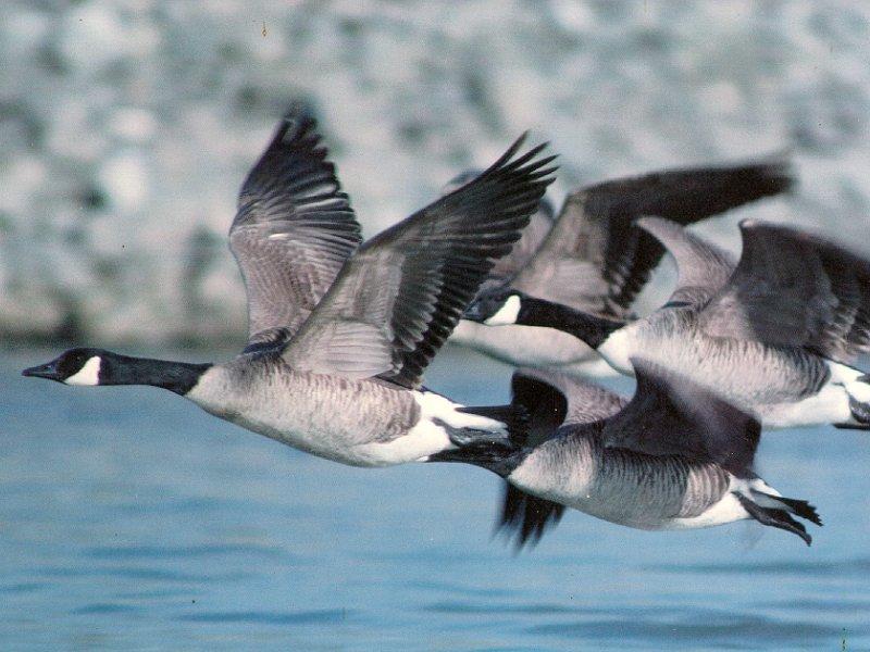 Canada Goose flock in flight (Branta canadensis) {!--캐나다기러기-->; DISPLAY FULL IMAGE.