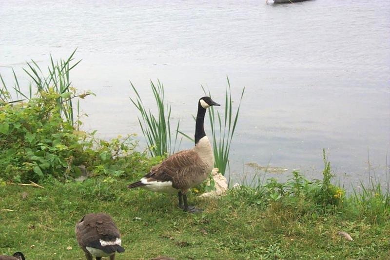 Canada Goose (Branta canadensis) {!--캐나다기러기-->; DISPLAY FULL IMAGE.