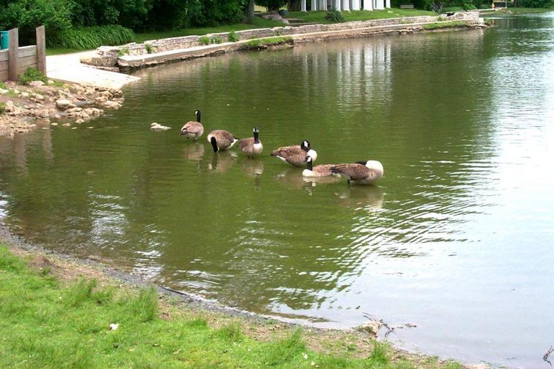 Canada Geese (Branta canadensis) {!--캐나다기러기-->; DISPLAY FULL IMAGE.