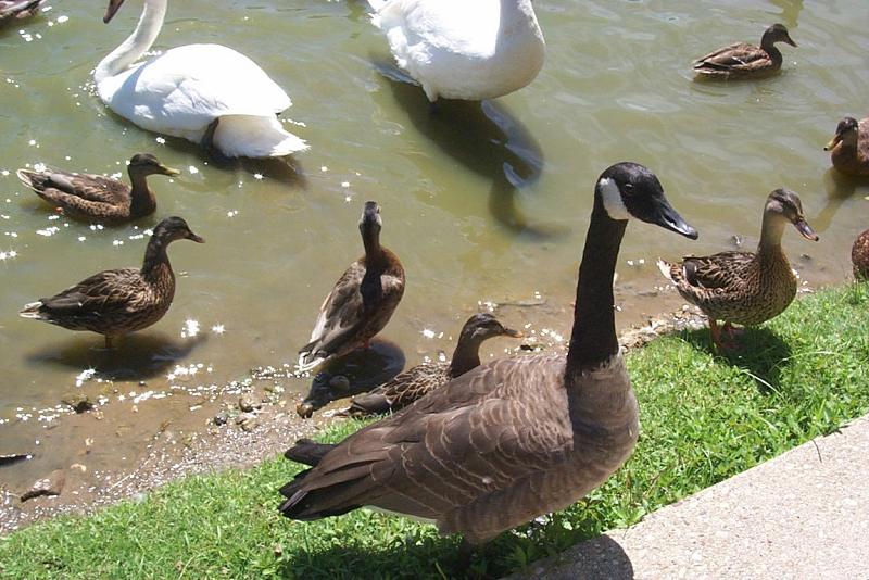 Canada Goose (Branta canadensis) {!--캐나다기러기-->; DISPLAY FULL IMAGE.