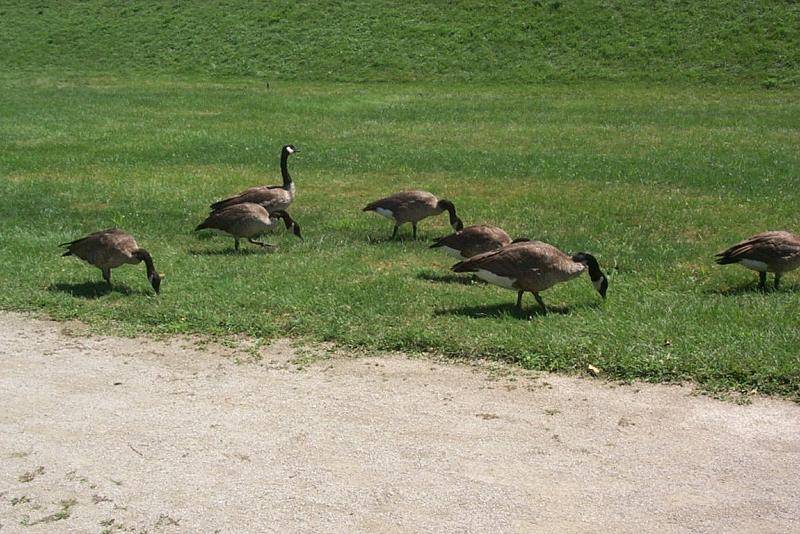 Canada Geese (Branta canadensis) {!--캐나다기러기-->; DISPLAY FULL IMAGE.