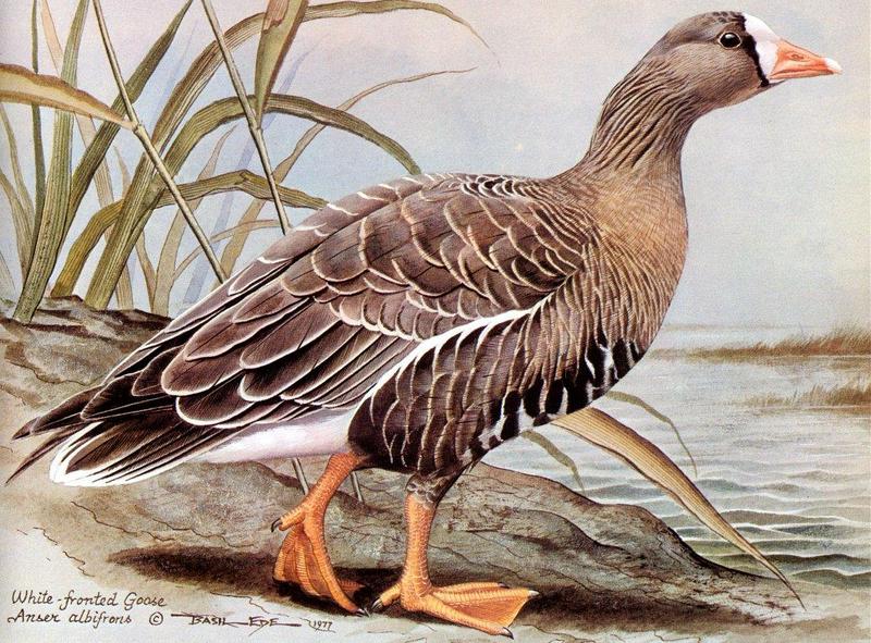 [Animal Art - Basil Ede] Greater White-fronted Goose (Anser albifrons) {!--쇠기러기-->; DISPLAY FULL IMAGE.