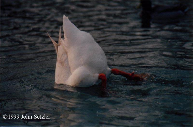 Domestic Goose dipping {!--거위-->; DISPLAY FULL IMAGE.