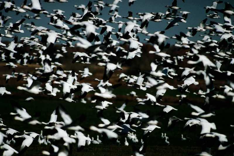 Snow Goose flock in flight (Chen caerulescens) {!--흰기러기-->; DISPLAY FULL IMAGE.