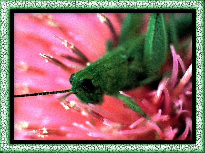 Grasshopper {!--메뚜기-->; DISPLAY FULL IMAGE.