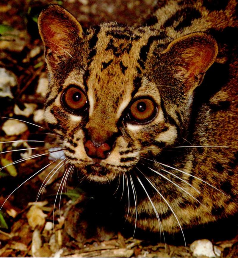 Marbled Cat (Pardofelis marmorata) {!--마블고양이-->; DISPLAY FULL IMAGE.