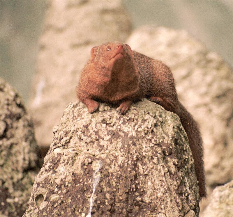 Dwarf Mongoose (Helogale parvula) {!--난쟁이몽구스-->; DISPLAY FULL IMAGE.