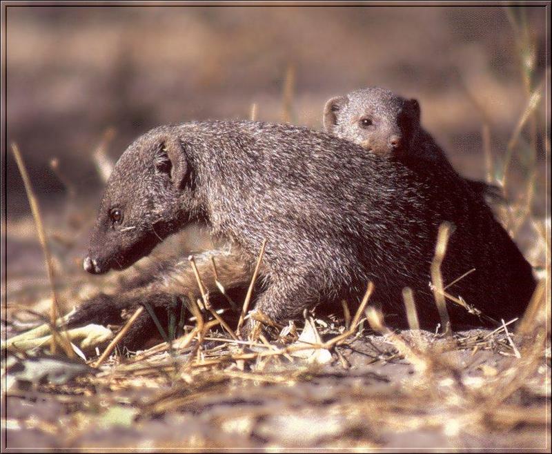 Banded Mongoose (Mungos mungo) {!--줄무늬몽구스-->; DISPLAY FULL IMAGE.