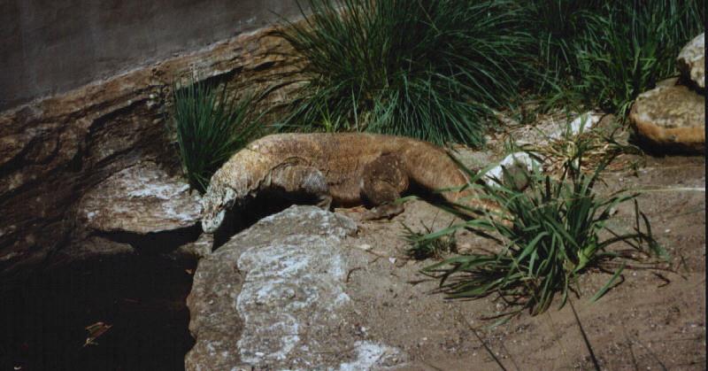 Komodo Dragon, Komodo Island Monitor (Varanus komodoensis) {!--코모도왕도마뱀-->; DISPLAY FULL IMAGE.
