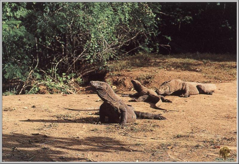 Komodo Dragon, Komodo Island Monitor (Varanus komodoensis) {!--코모도왕도마뱀-->; DISPLAY FULL IMAGE.