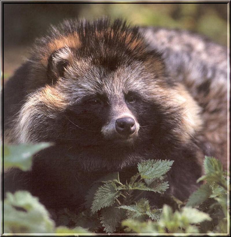 Raccoon Dog (Nyctereutes procyonoides) {!--너구리-->; DISPLAY FULL IMAGE.