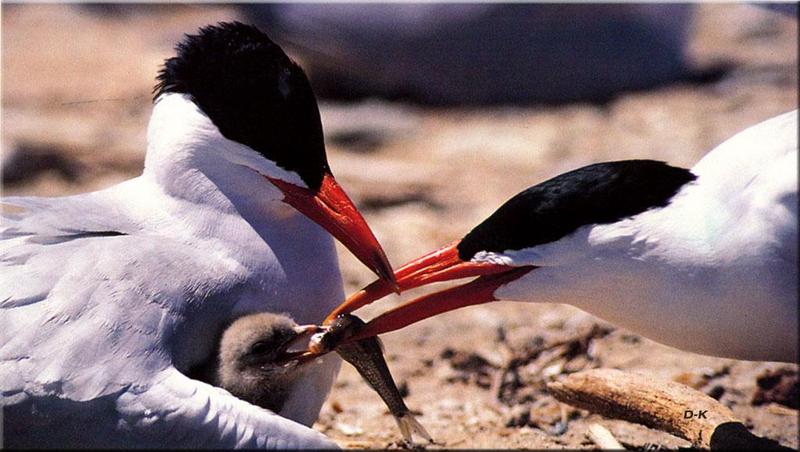Caspian Terns (Sterna caspia) {!--붉은부리큰제비갈매기-->; DISPLAY FULL IMAGE.