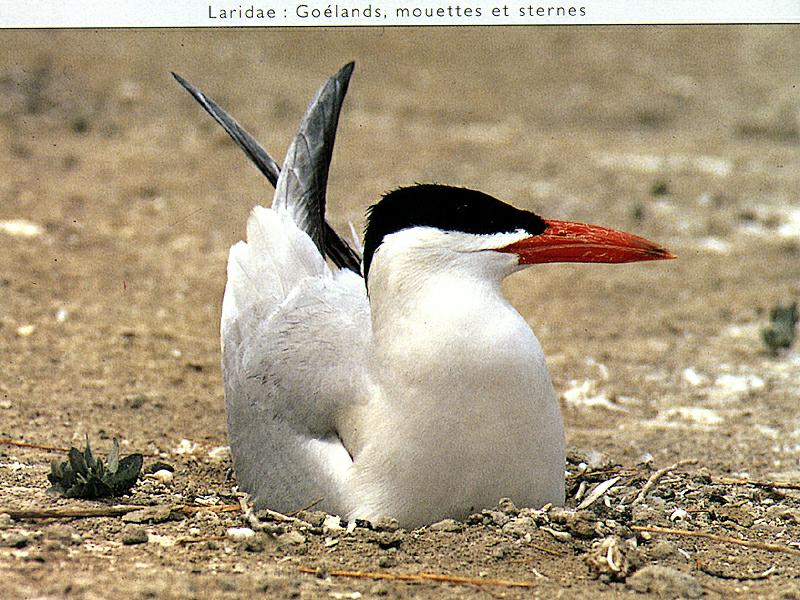 Caspian Tern on nest (Sterna caspia) {!--붉은부리큰제비갈매기-->; DISPLAY FULL IMAGE.