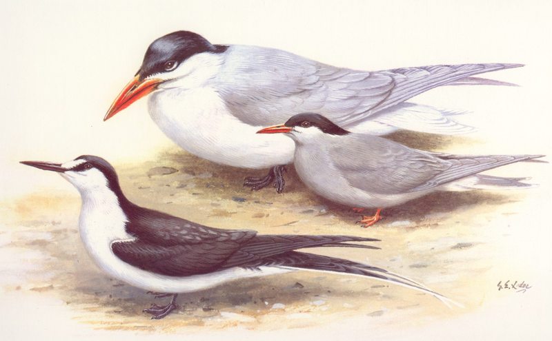 [Animal Art] Black-fronted Tern & Caspian Tern (Sterna caspia) {!--붉은부리큰제비갈매기-->; DISPLAY FULL IMAGE.