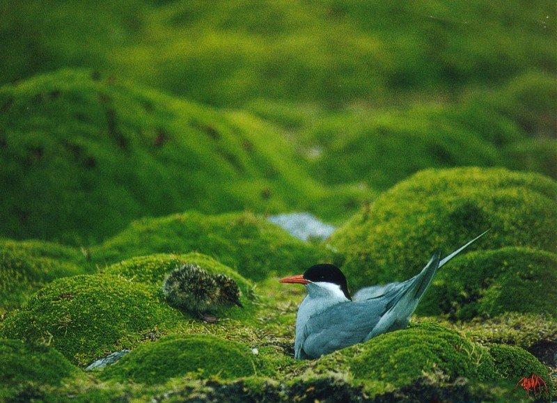 Kerguelen Tern (Sterna virgata) {!--케르겔렌제비갈매기-->; DISPLAY FULL IMAGE.