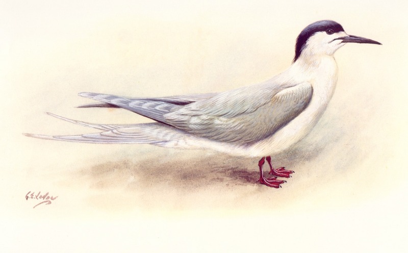 [Animal Art] White-fronted Tern (Sterna striata) {!--흰이마제비갈매기-->; DISPLAY FULL IMAGE.