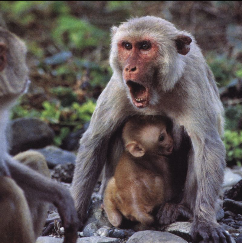 Monkey {!--원숭이-->; DISPLAY FULL IMAGE.