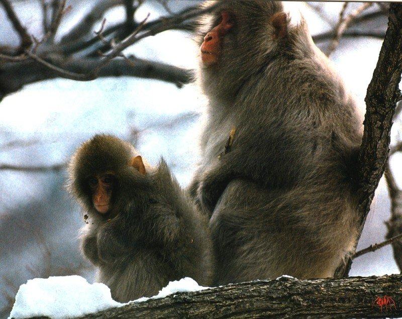 Japanese Macaque, Snow Monkey (Macaca fuscata) {!--일본원숭이-->; DISPLAY FULL IMAGE.
