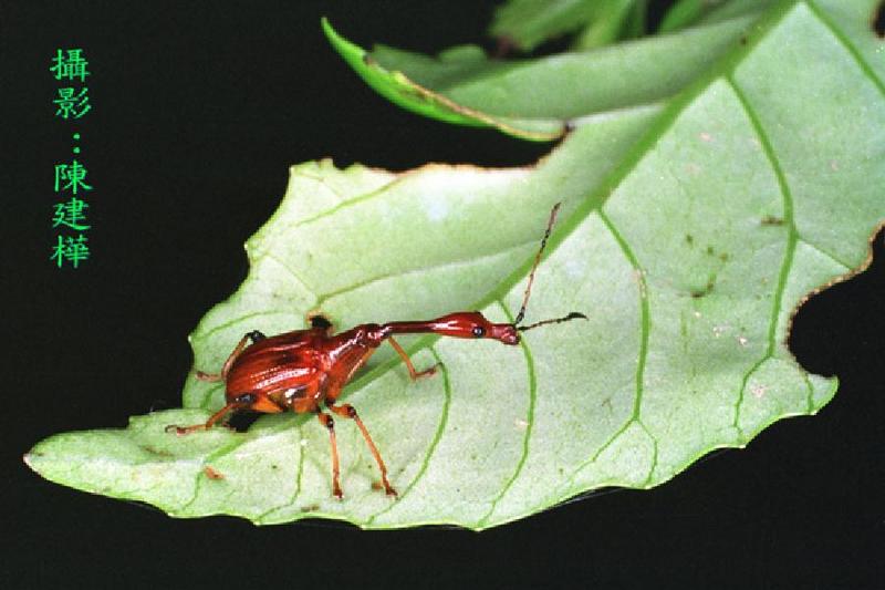 Leaf-roller Weevil {!--거위벌레류-->; DISPLAY FULL IMAGE.