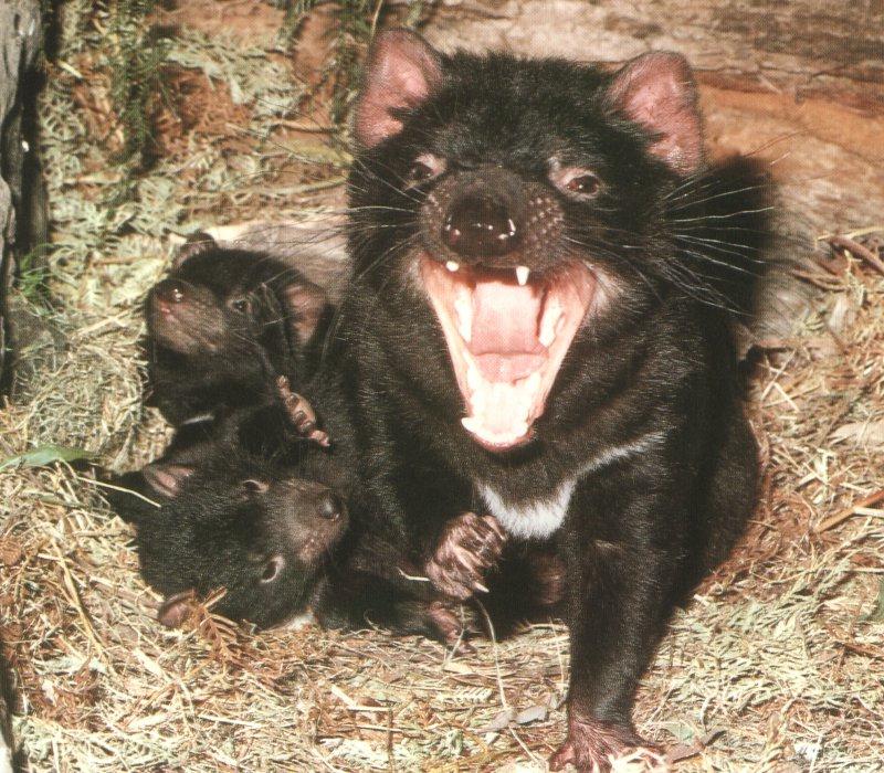 Tasmanian Devil (Sarcophilus laniarius) {!--태즈메이니아주머니곰-->; DISPLAY FULL IMAGE.