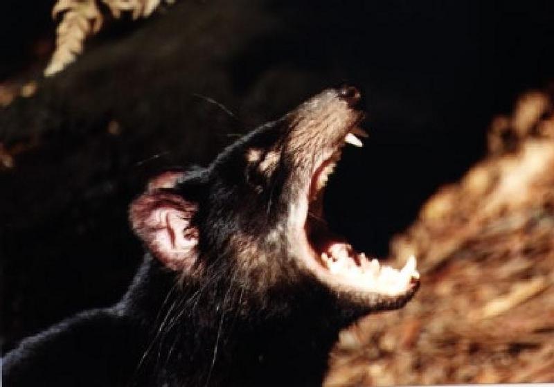 Tasmanian Devil (Sarcophilus laniarius) {!--태즈메이니아주머니곰-->; DISPLAY FULL IMAGE.