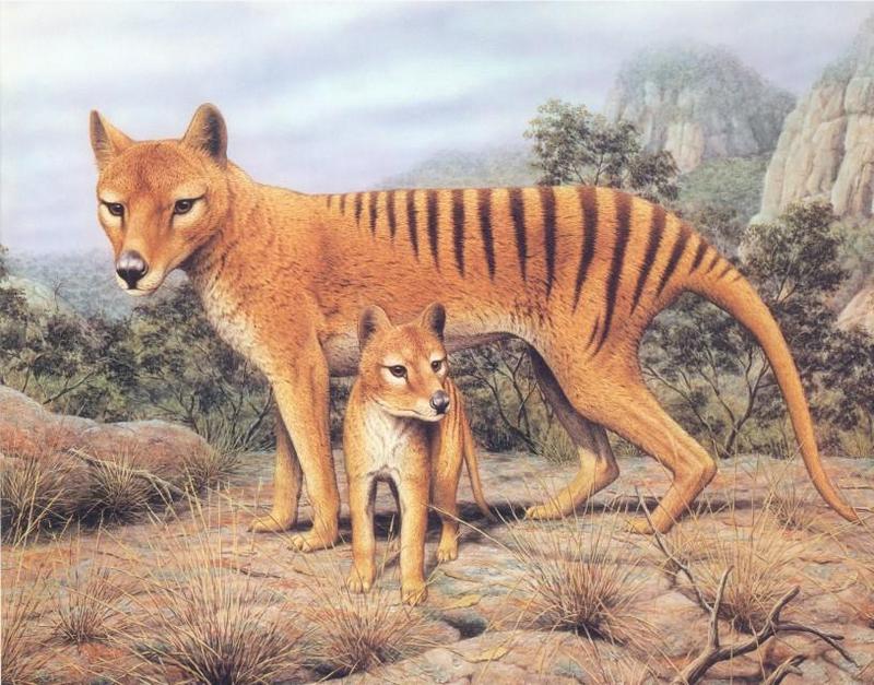 Thylacine, Tasmanian Wolf, Tasmanian Tiger (Thylacinus cynocephalus) {!--주머니늑대-->; DISPLAY FULL IMAGE.