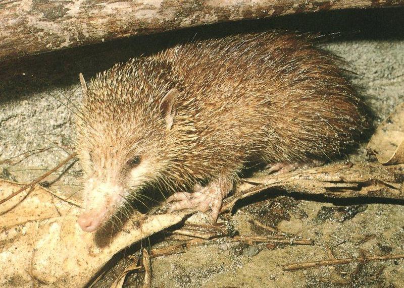 Tailless Tenrec (Tenrec ecaudatus) {!--민꼬리고슴도치붙이텐렉-->; DISPLAY FULL IMAGE.