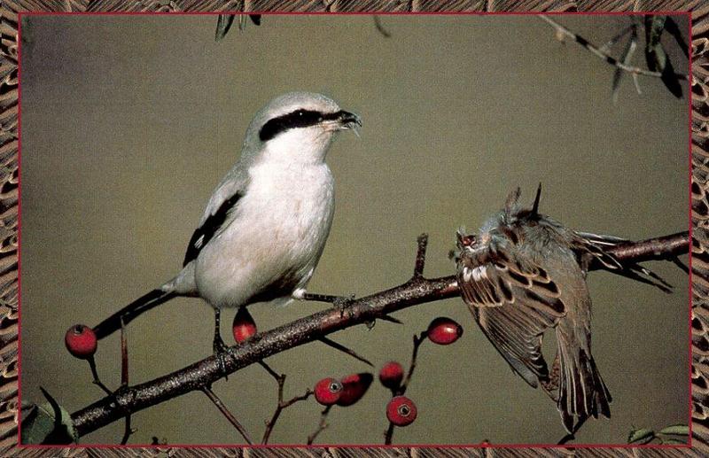 Great Grey Shrike (Lanius excubitor) {!--큰재개구마리-->; DISPLAY FULL IMAGE.