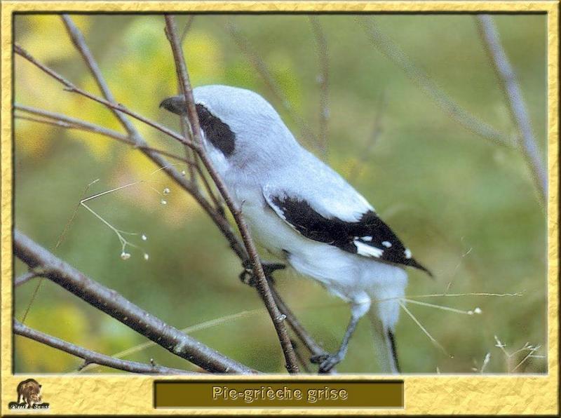 Great Grey Shrike (Lanius excubitor) {!--큰재개구마리-->; DISPLAY FULL IMAGE.