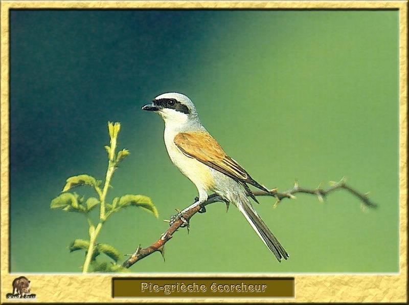 Red-backed Shrike (Lanius collurio) {!--붉은등때까치-->; DISPLAY FULL IMAGE.