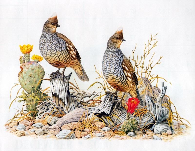 [Animal Art] Scaled Quail pair (Callipepla squamata) {!--비늘메추라기-->; DISPLAY FULL IMAGE.