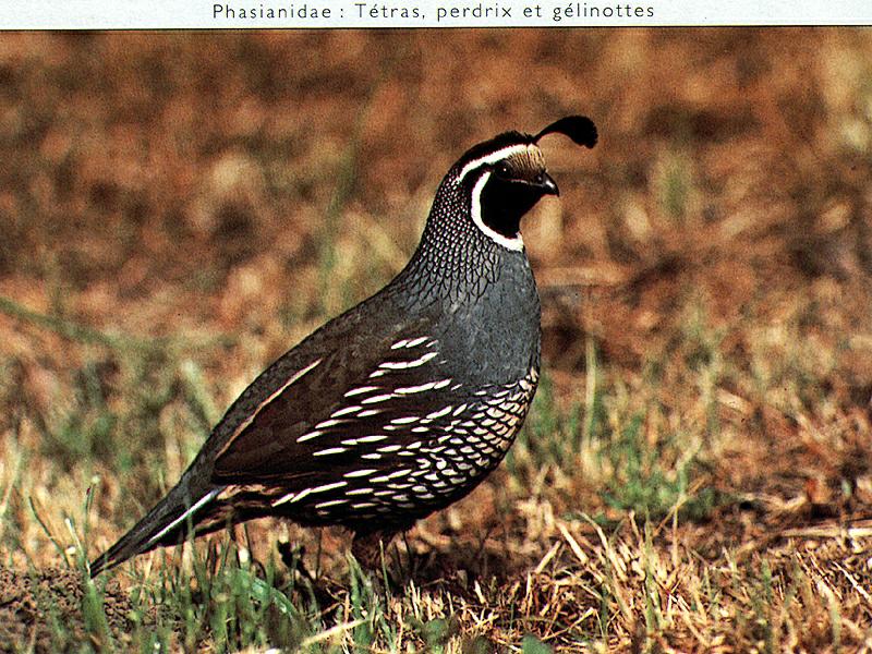 California Quail (Callipepla californica) {!--상투메추라기/캘리포니아메추라기-->; DISPLAY FULL IMAGE.