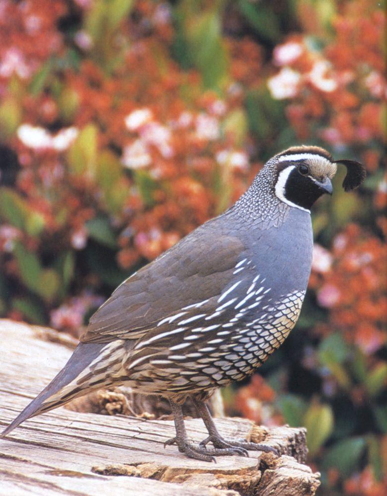 California Quail (Callipepla californica) {!--상투메추라기/캘리포니아메추라기-->; DISPLAY FULL IMAGE.