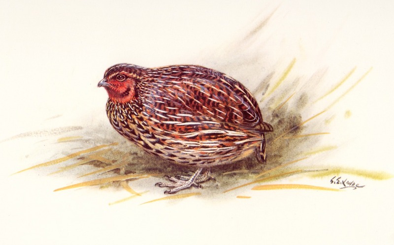 Koreke, the New Zealand Quail (Coturnix novaezelandiae) {!--뉴질랜드메추라기-->; DISPLAY FULL IMAGE.