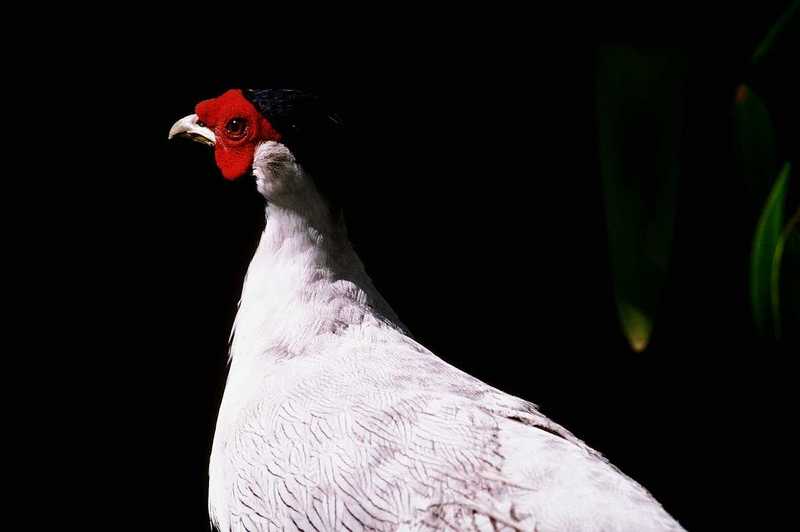 Silver Pheasant (Lophura nycthemera) {!--백한-->; DISPLAY FULL IMAGE.