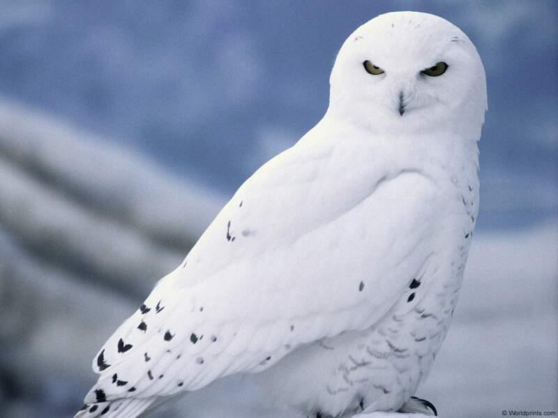 Snowy Owl (Nyctea scandiaca) {!--흰올빼미-->; DISPLAY FULL IMAGE.