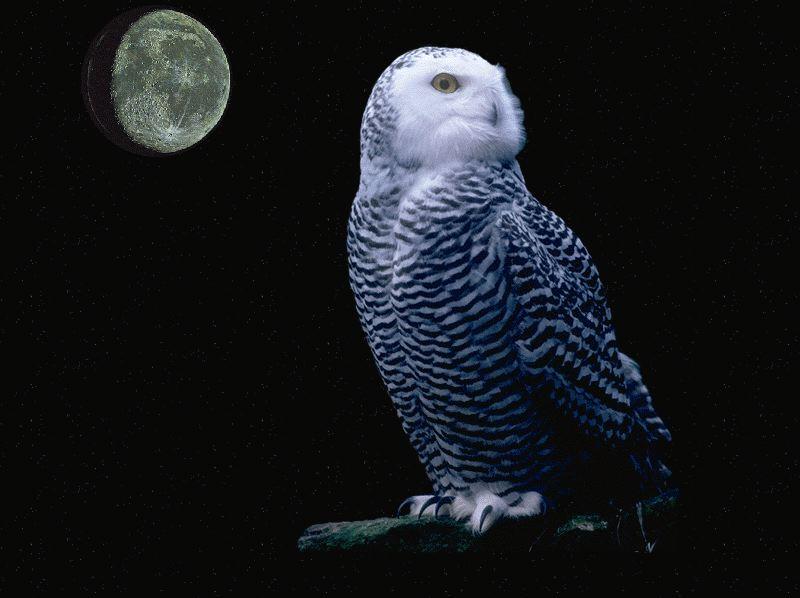Snowy Owl (Nyctea scandiaca) {!--흰올빼미-->; DISPLAY FULL IMAGE.