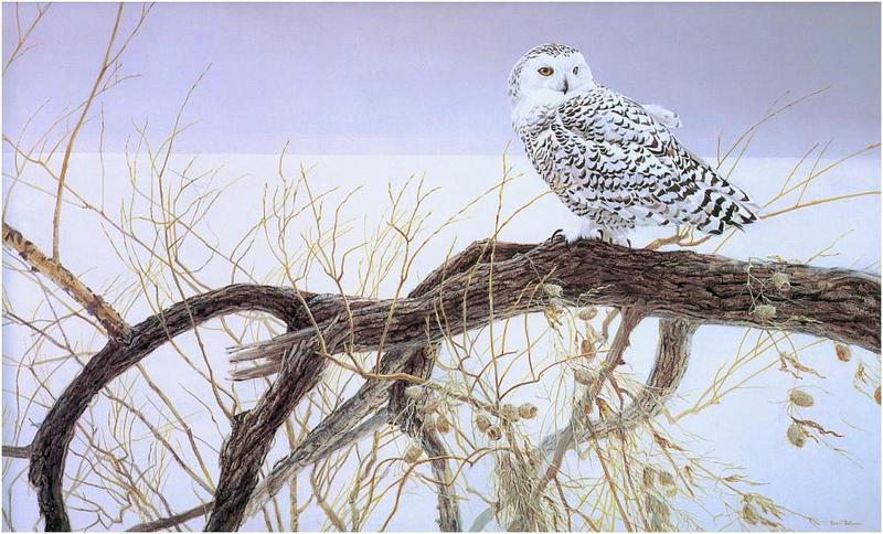 [Animal Art - Robert Bateman] Snowy Owl (Nyctea scandiaca) {!--흰올빼미-->; DISPLAY FULL IMAGE.
