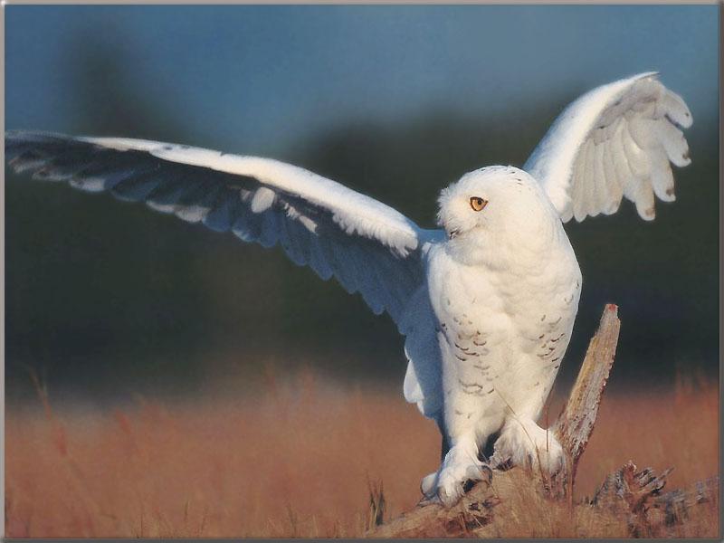 Snowy Owl (Nyctea scandiaca) {!--흰올빼미-->; DISPLAY FULL IMAGE.