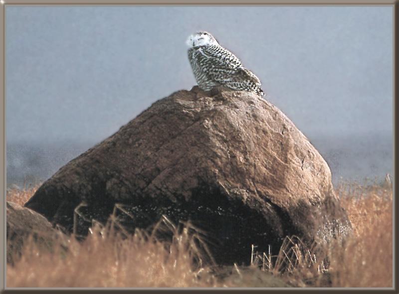 Snowy Owl (Nyctea scandiaca) {!--흰올빼미-->; DISPLAY FULL IMAGE.