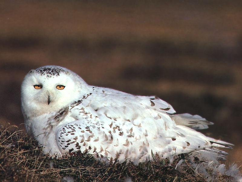 Snowy Owl (Nyctea scandiaca) {!--흰올빼미-->; DISPLAY FULL IMAGE.