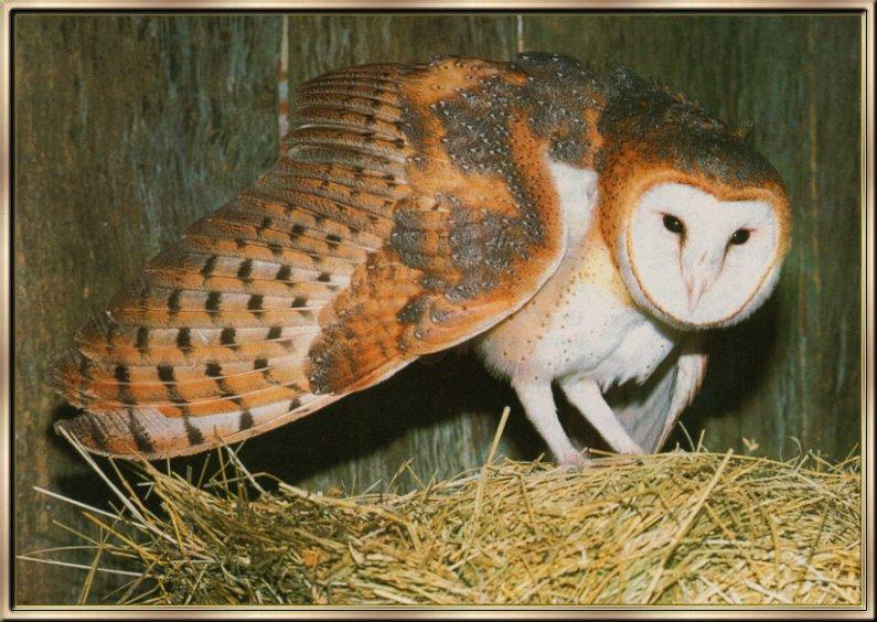 Barn Owl (Tyto alba) {!--가면올빼미-->; DISPLAY FULL IMAGE.