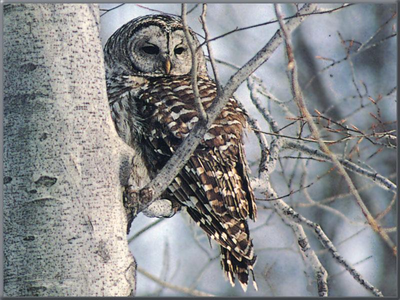 Barred Owl (Strix varia) {!--줄무늬올빼미-->; DISPLAY FULL IMAGE.