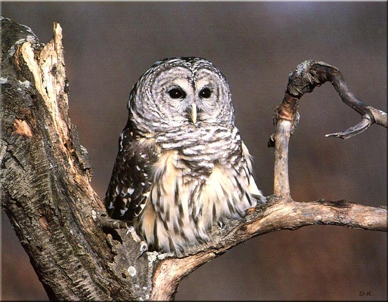 Barred Owl (Strix varia) {!--줄무늬올빼미-->; DISPLAY FULL IMAGE.