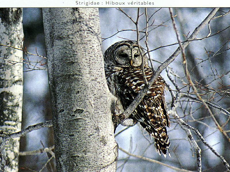 Barred Owl (Strix varia) {!--줄무늬올빼미-->; DISPLAY FULL IMAGE.