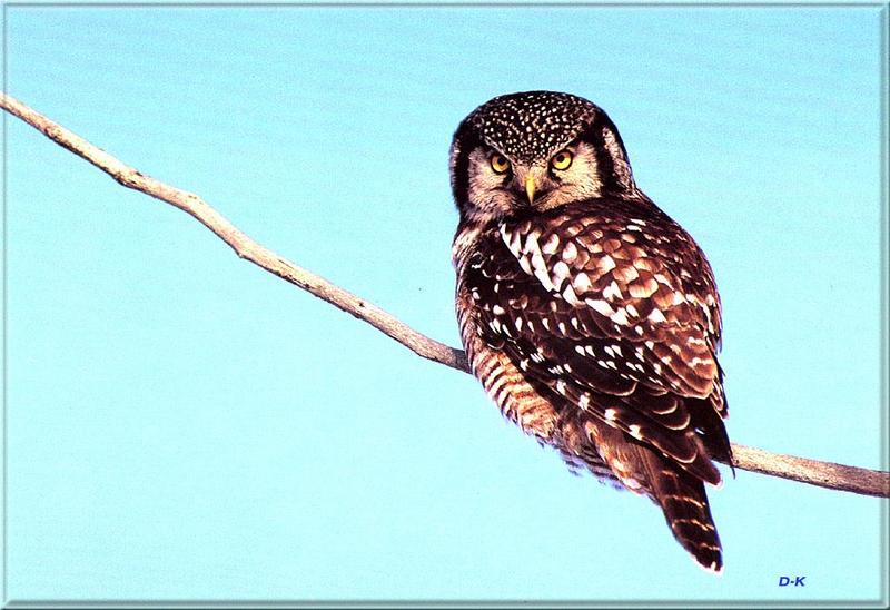 Boreal Owl (Aegolius funereus) {!--북방올빼미-->; DISPLAY FULL IMAGE.